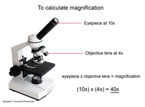 Résultat d’images pour Compound Microscope Magnification Range