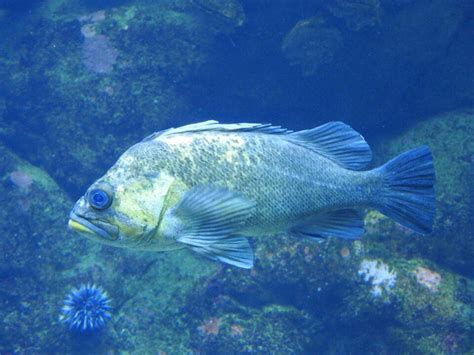 Image result for Oldest Type of Fish in the World