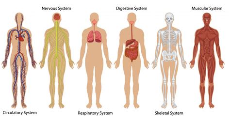 Image result for Body Tracking Models