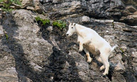 Image result for Do Mountain Goats Fall