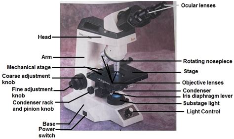 Image result for Compound Microscope Parts of Microscope