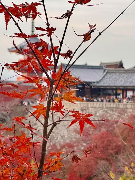 Image result for Japanese Maple Tree Fall