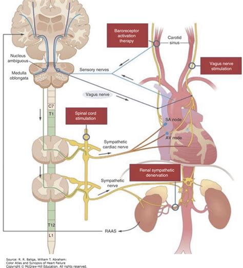 Image result for Autonomic Modulation Heart