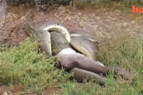 Image result for Python Snake Eating Crocodile