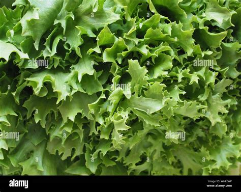 Curly Endive に対する画像結果