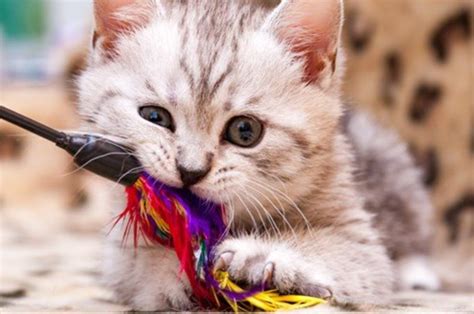 Image result for How to Train a Kitten Not to Bite