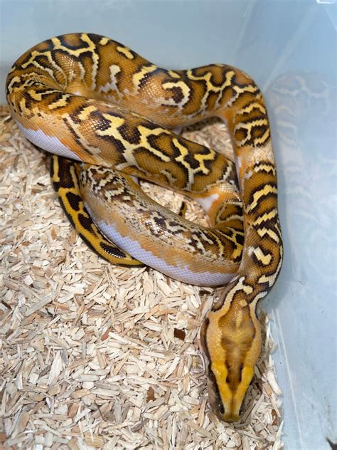 Image result for Pied Burmese Python