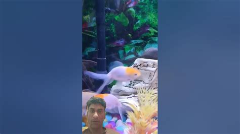 Toradh íomhá ar GraphPad Primsm