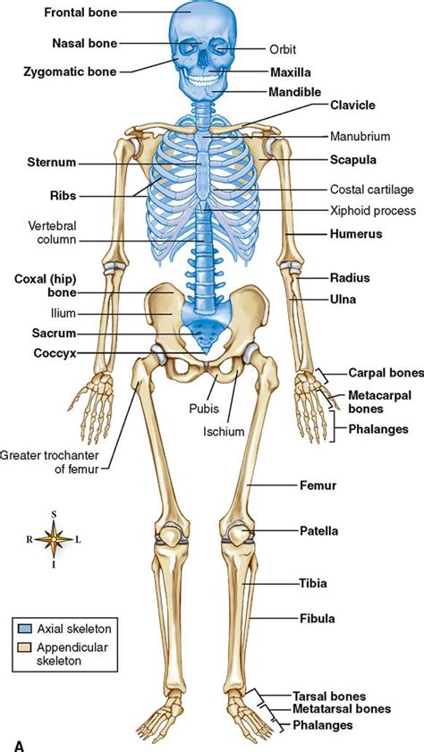 Image result for Human Skeleton Anatomy Chart