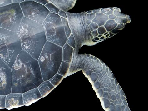 Green Sea Turtle Shell Pattern