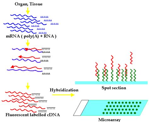 DNA Microarray Hybridization に対する画像結果