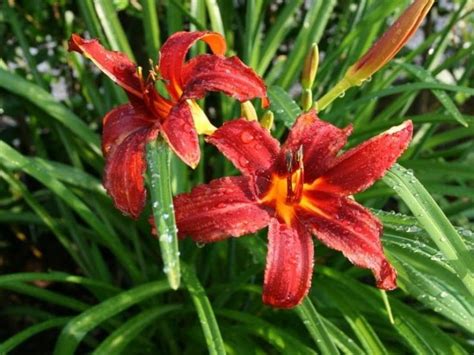Silver Maple Root System に対する画像結果