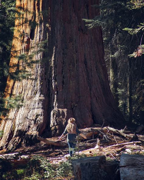 Toradh íomhá ar Trees Scotland Aviemore