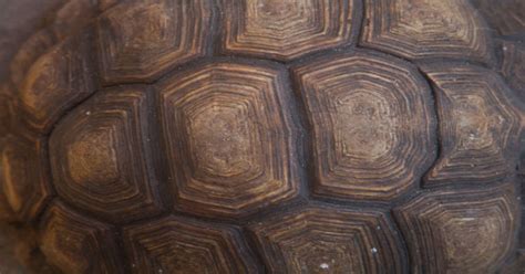 Image result for Tortoise Shell Geometry