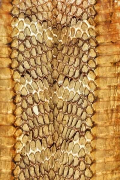 Python Demon に対する画像結果