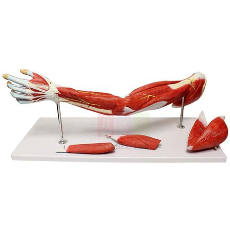 Afbeeldingsresultaten voor Arm Muscle Model