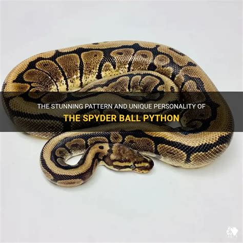 Image result for Ball Python Cinder