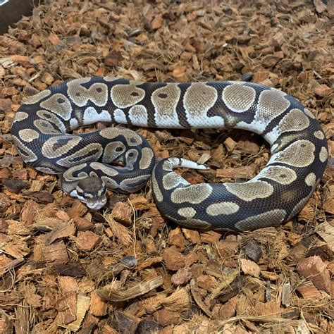Image result for Excitable Black Ball Python