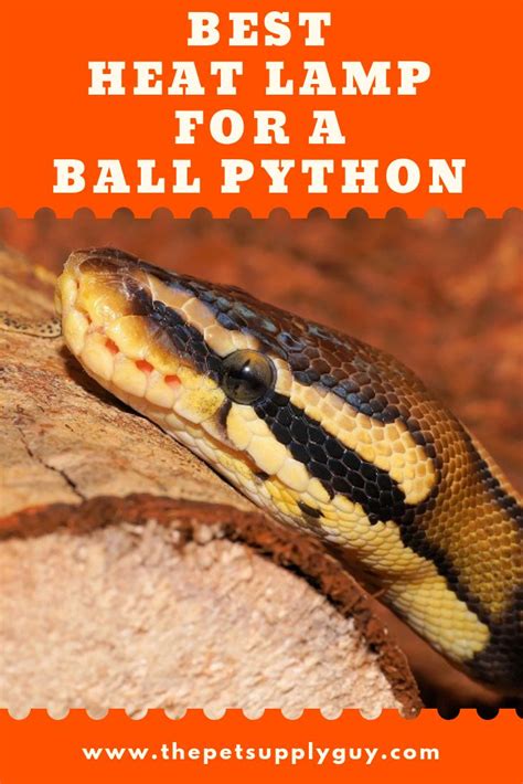 Ball Python Heat Bulb に対する画像結果