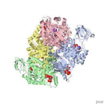 Pyruvate Kinase - Proteopedia, life in 3D