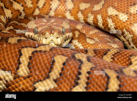 Toradh íomhá ar Central Carpet Python