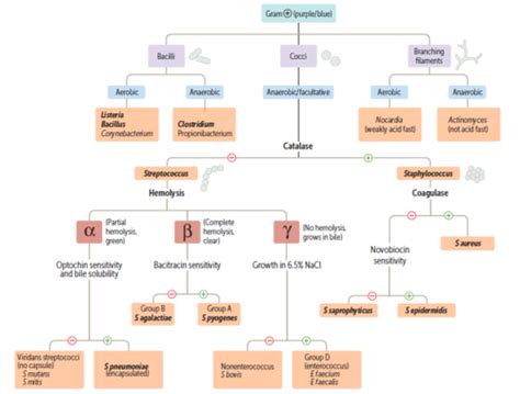 Image result for Gram-positive Algorithm
