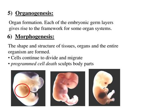 Image result for Animal Reproduction and Development