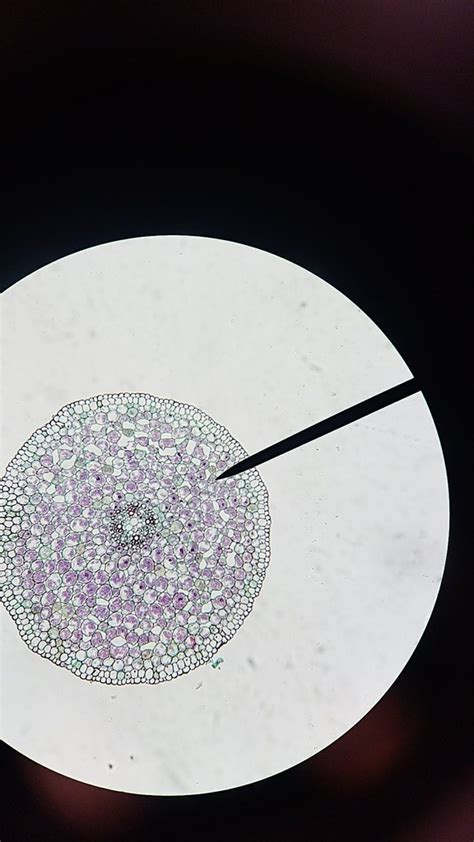 Ranunculus Root に対する画像結果