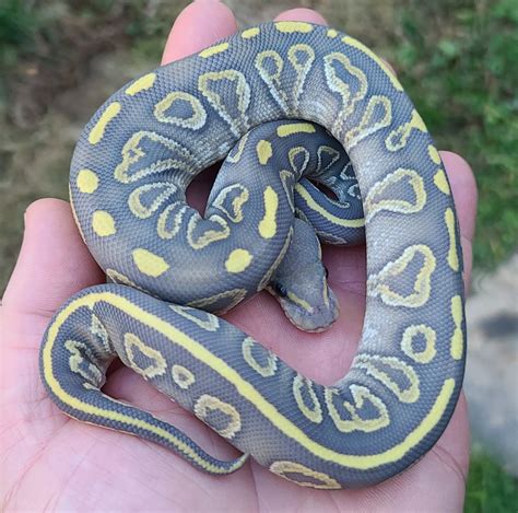 Toradh íomhá ar Super Sable Ball Python