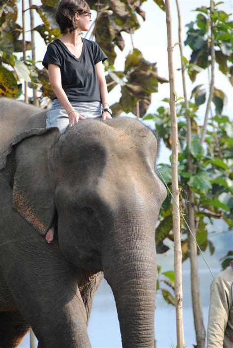 Elephants in the Present に対する画像結果