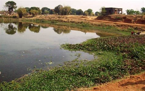 Image result for Champakasarasi Pond