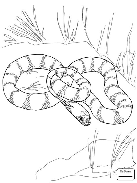 Afbeeldingsresultaten voor Python with Very Sharp Teeth Drawing Colouring