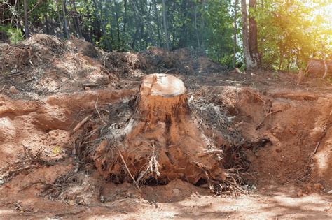 Image result for Exploding Stumps with Stump Cannon