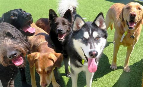 Image result for Multiple Dogs Zoo