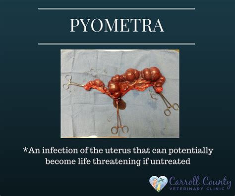 Image result for Pyometra Spay Surgery