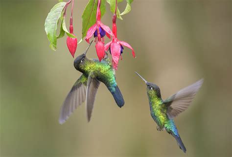 Nectar | Description, Uses, Pollination, & Composition | Britannica