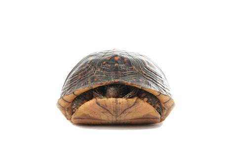Image result for Turtle Shell Hiding