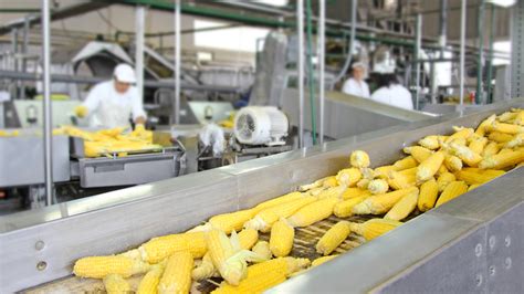 تصویر کا نتیجہ برائے During Food Production