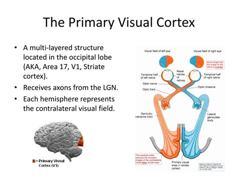 Image result for Columnar Organization of Primary Visual Cortex