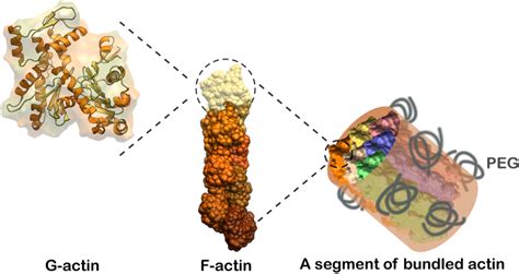 Image result for G-actin Structure