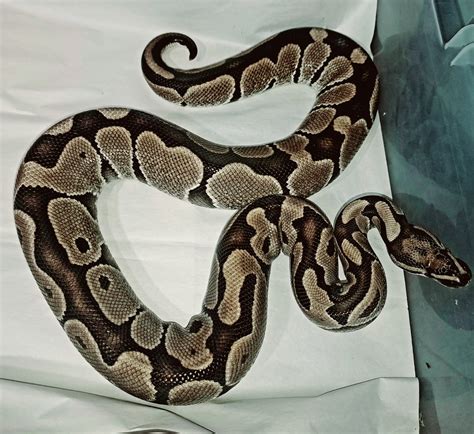Image result for Adult Axanthic Ball Python