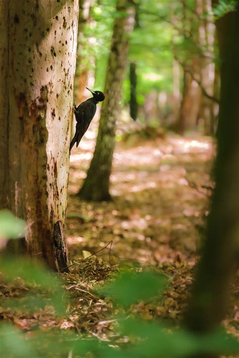 Image result for Leuvenumse Bos