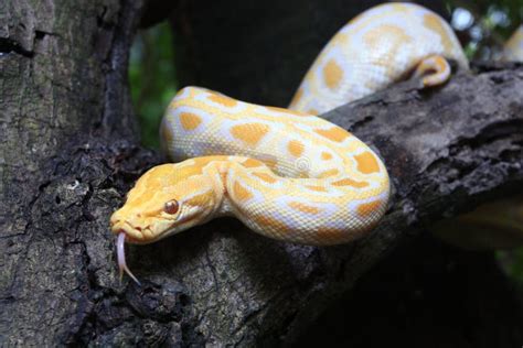 Rainbow Burmese Python に対する画像結果