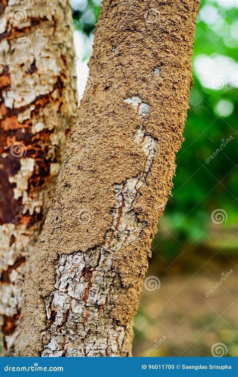 Termite Nest in Tree に対する画像結果