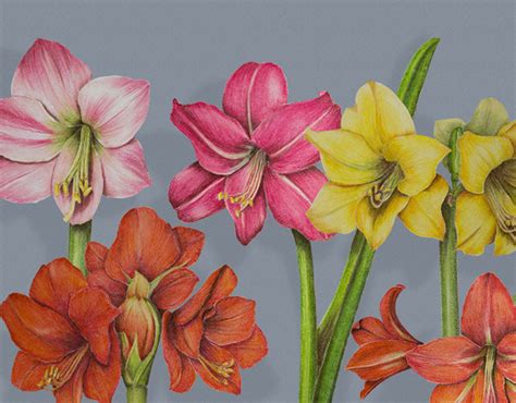 Floral hand-drawn patterns | Behance