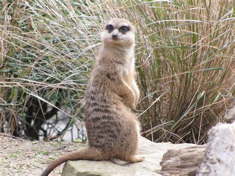 Image result for Meer Animal