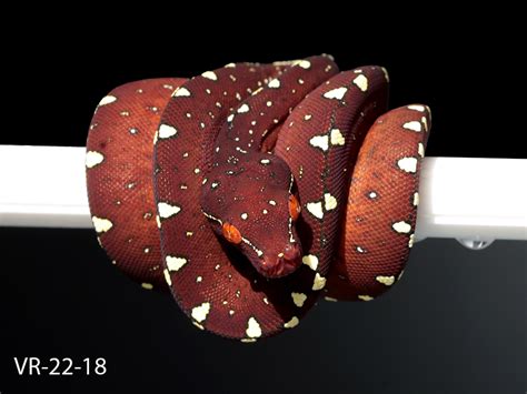 Image result for Green Tree Python Growth Chart