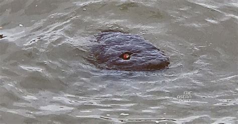 Image result for Python Spotted in River Thames