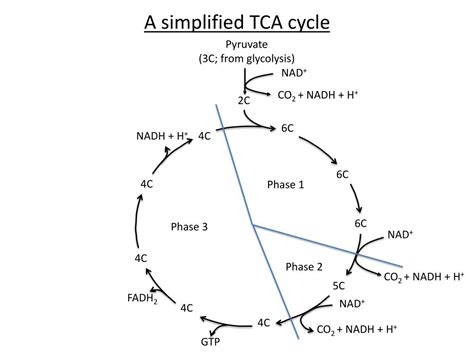 Khan Academy TCA Cycle に対する画像結果