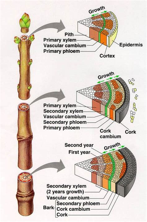 Toradh íomhá ar Stem Cortex